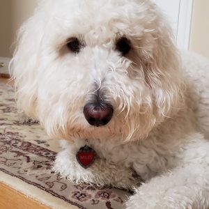 Meet your Posher, Robin